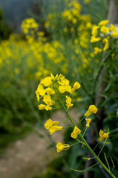 油菜花