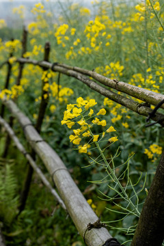 油菜花