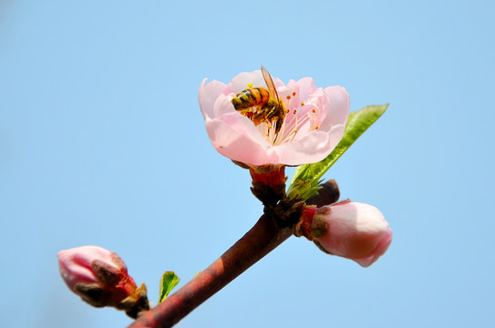 蜜蜂采蜜