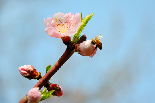 蜜蜂采蜜