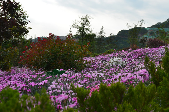 石竹花海