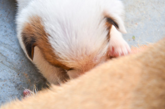 吃奶的中华田园犬小奶狗