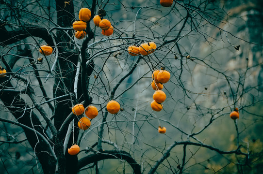 秋天的柿子树