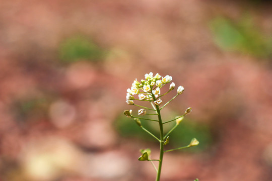 油菜花