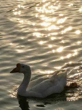 夕阳下的白鹅