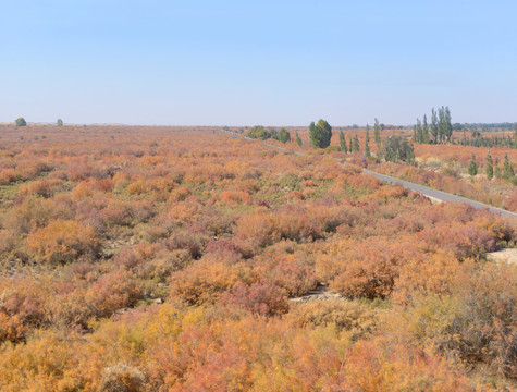 甘肃沙漠地区红柳林