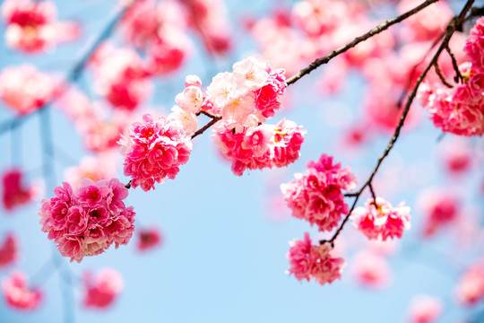 樱花