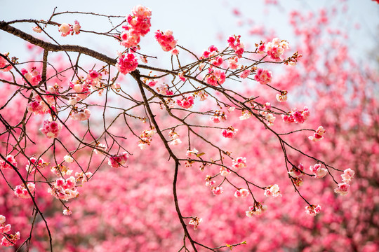 樱花