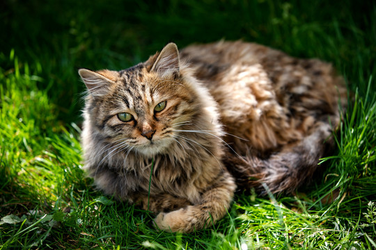 猫咪