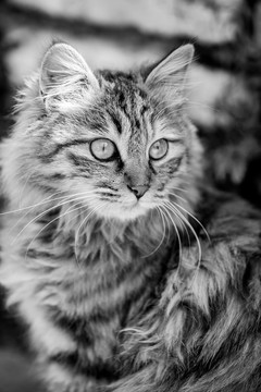 猫咪