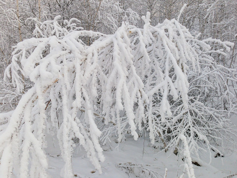 雪压树枝雾凇