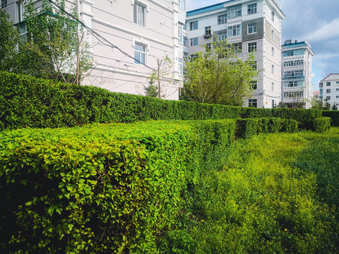 城市绿化树墙