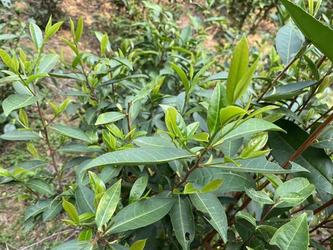 茶树