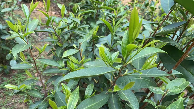 茶树