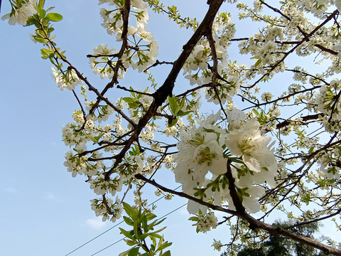 李子花