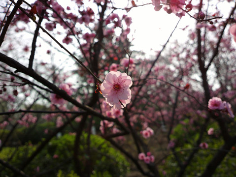 梅花