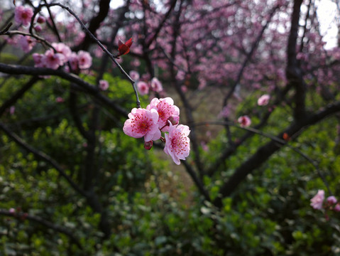 梅花