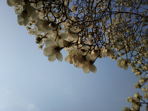 玉兰花