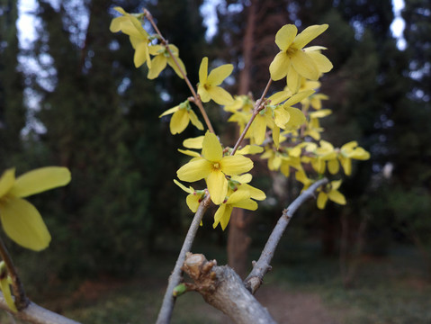 连翘花