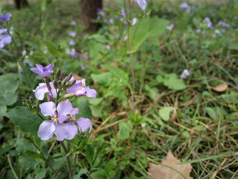 诸葛菜