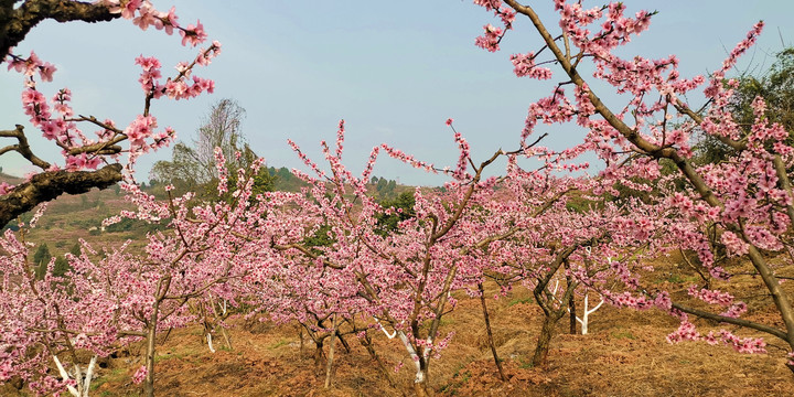 龙泉桃花