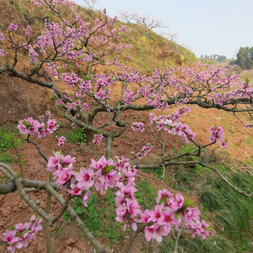 龙泉桃花