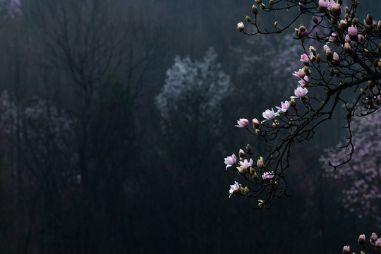 辛荑花