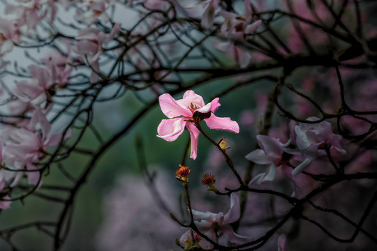 辛荑花