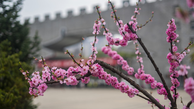 梅花