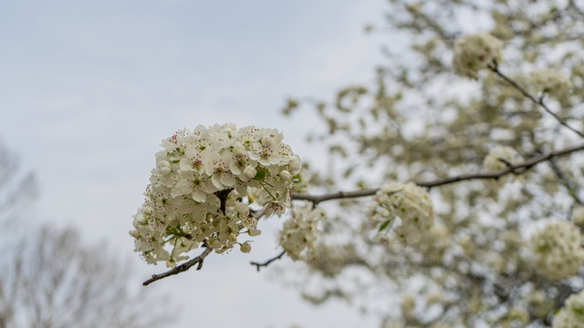 白色樱花