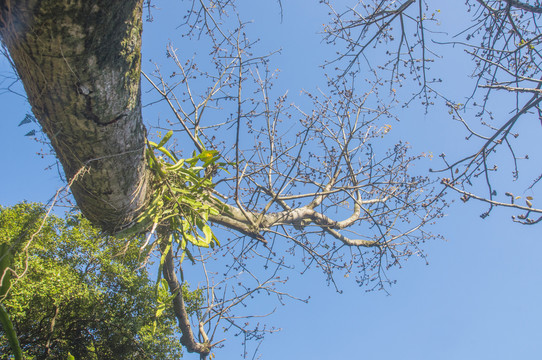 木棉树干树枝