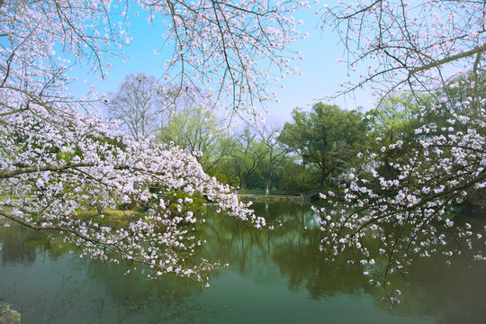 杭州西湖花港观鱼