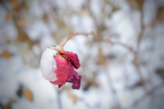 雪色玫瑰