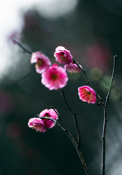 红梅花特写