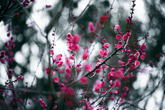 红梅花