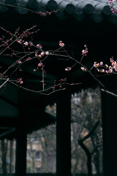 粉梅花