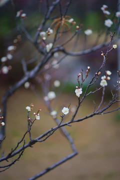 白梅花