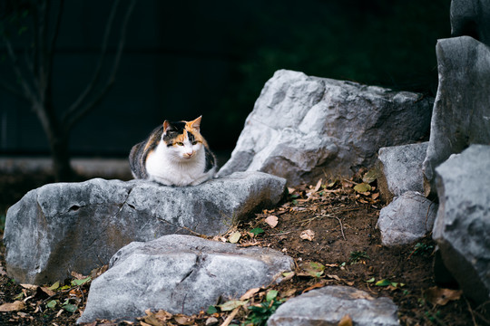 花猫户外