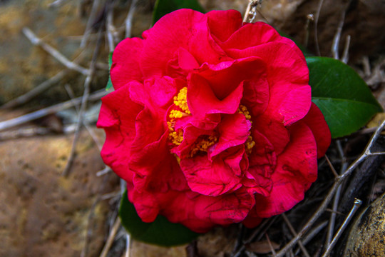 山茶花