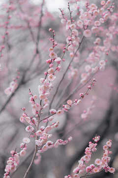 春天梅花背景一片花海