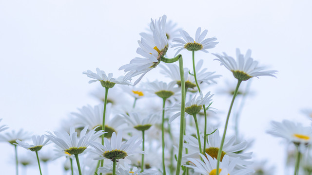 春天白色小雏菊花朵花丛背景