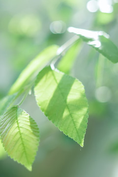 春天绿色植物叶子小清新壁纸