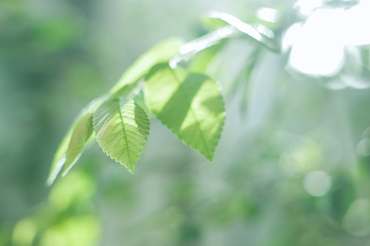 春天绿色植物叶子小清新壁纸