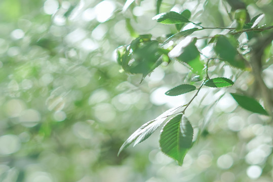 春天绿色植物叶子小清新壁纸