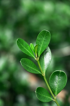 春天户外绿色植物树林树叶