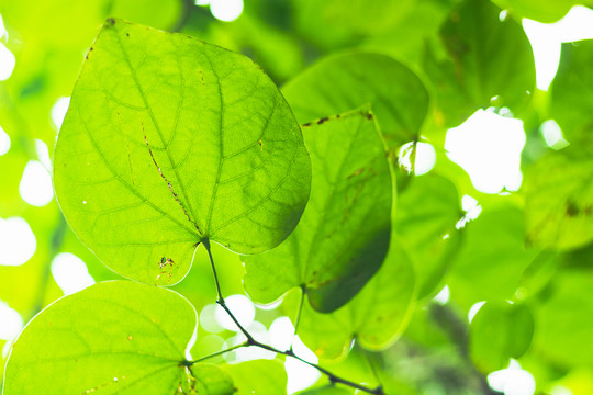 春天绿色植物背景树叶小清新