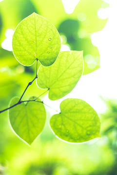 春天绿色植物背景树叶小清新