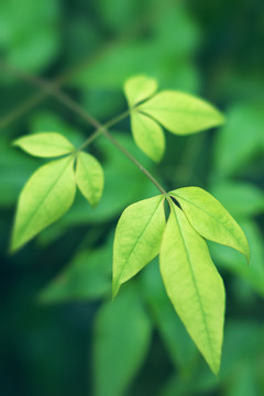 春天绿色植物背景树叶小清新