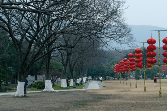 春天梅花山南京明孝陵