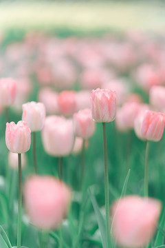 郁金香春天盛开花田花海花境